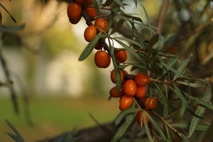 Image-preview_300x200