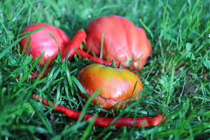 Image-preview_300x200