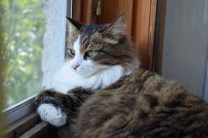 Image-preview_300x200