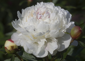 Image-preview_300x200