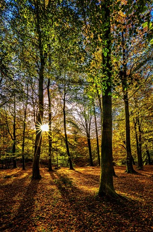 Image-preview_300x200