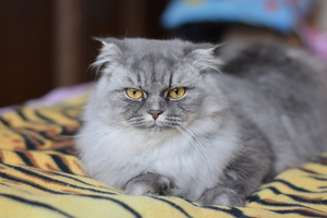 Image-preview_300x200