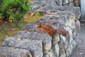 Image-preview_300x200