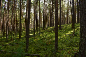 Image-preview_300x200