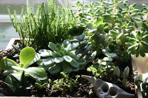 Image-preview_300x200