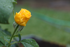 Image-preview_300x200