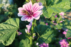 Image-preview_300x200