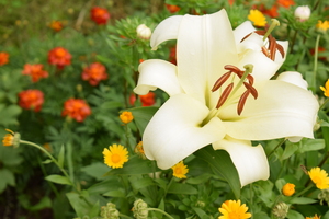 Image-preview_300x200