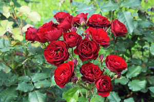 Image-preview_300x200