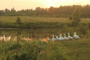 Image-preview_300x200