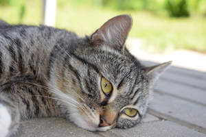 Image-preview_300x200