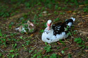 Image-preview_300x200