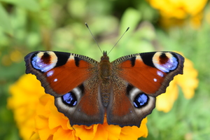 Image-preview_300x200