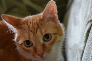 Image-preview_300x200