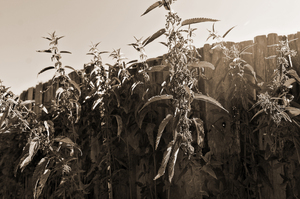 Image-preview_300x200