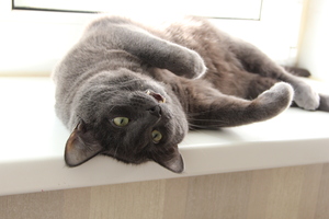 Image-preview_300x200