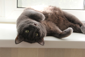 Image-preview_300x200