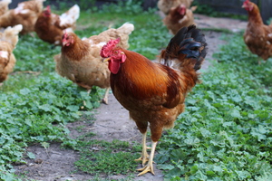 Image-preview_300x200