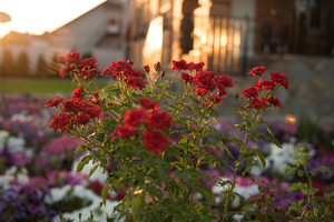 Image-preview_300x200