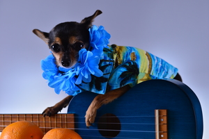 Image-preview_300x200