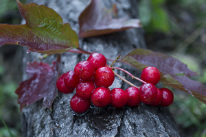 Image-preview_300x200