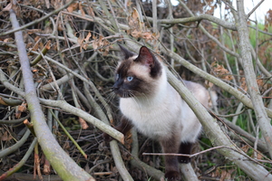 Image-preview_300x200