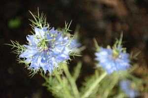 Image-preview_300x200