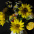 Image-square_50