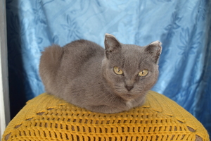 Image-preview_300x200