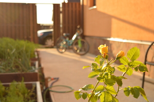 Image-preview_300x200