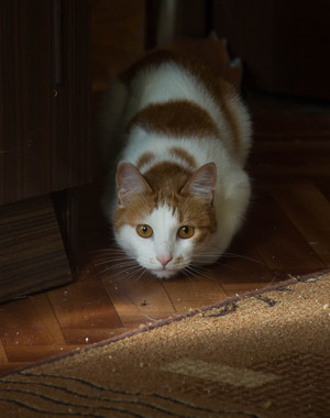 Image-preview_300x200