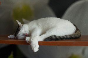 Image-preview_300x200