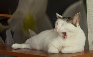 Image-preview_300x200