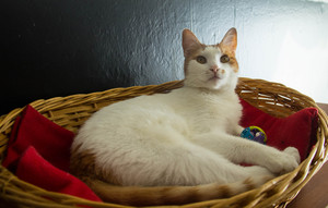 Image-preview_300x200