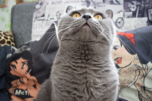 Image-preview_300x200