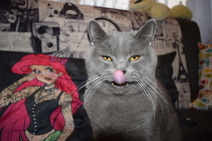 Image-preview_300x200