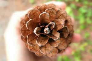 Image-preview_300x200