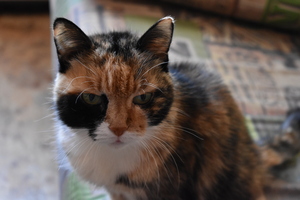 Image-preview_300x200