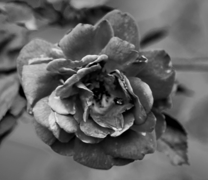 Image-normal