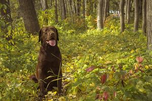 Image-preview_300x200