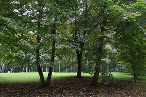 Image-preview_300x200