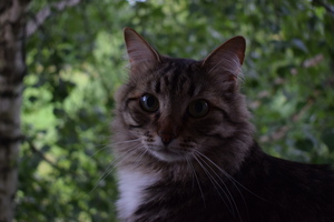 Image-preview_300x200