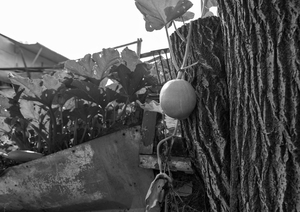 Image-preview_300x200