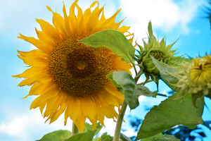 Image-preview_300x200