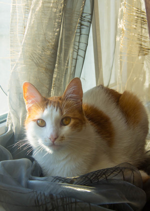 Image-preview_300x200