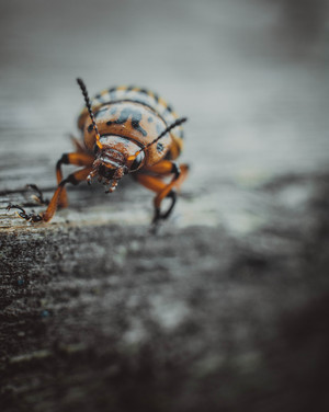 Image-preview_300x200