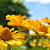 Image-square_50
