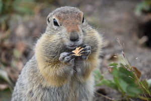 Image-preview_300x200