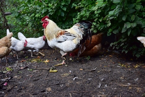 Image-preview_300x200