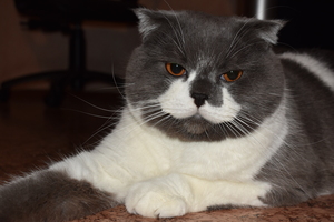 Image-preview_300x200